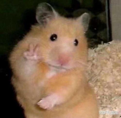 仓鼠王最新爆料,最新爆料揭示神秘生物的惊人真相